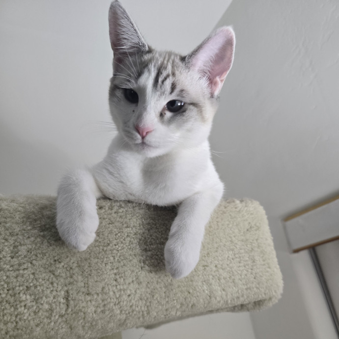 Peace Of Mind Cat Care