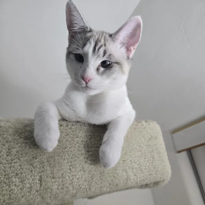 Peace Of Mind Cat Care