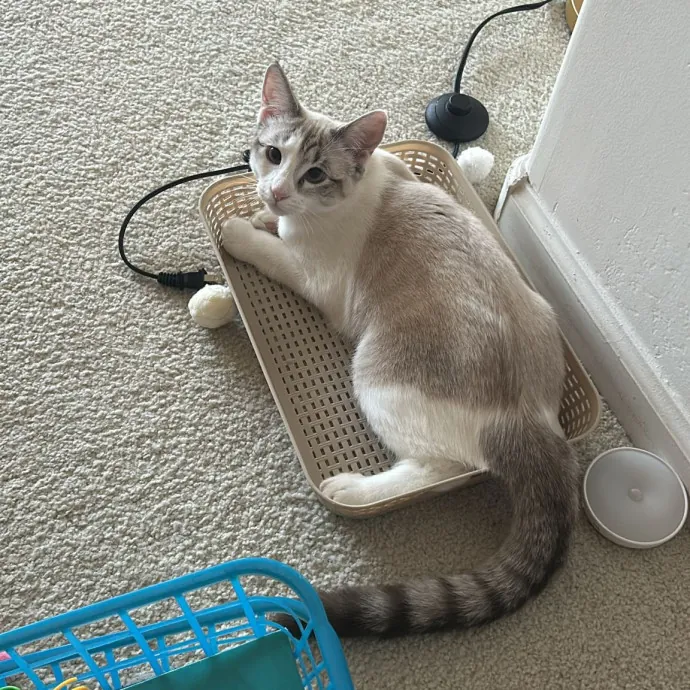 Peace Of Mind Cat Care