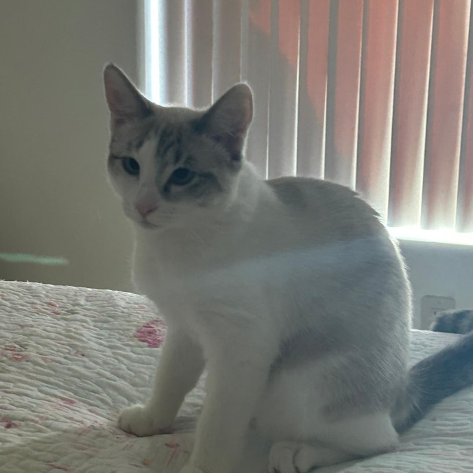Peace Of Mind Cat Care