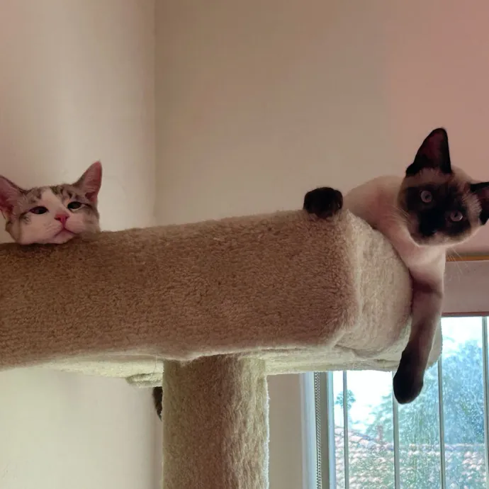 Peace Of Mind Cat Care