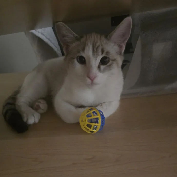 Peace Of Mind Cat Care