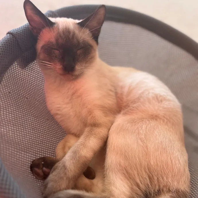 Peace Of Mind Cat Care