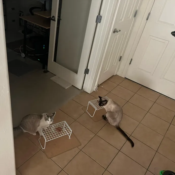 Peace Of Mind Cat Care