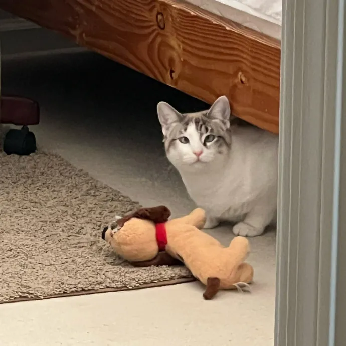 Peace Of Mind Cat Care