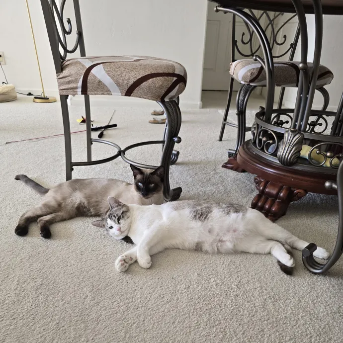 Peace Of Mind Cat Care