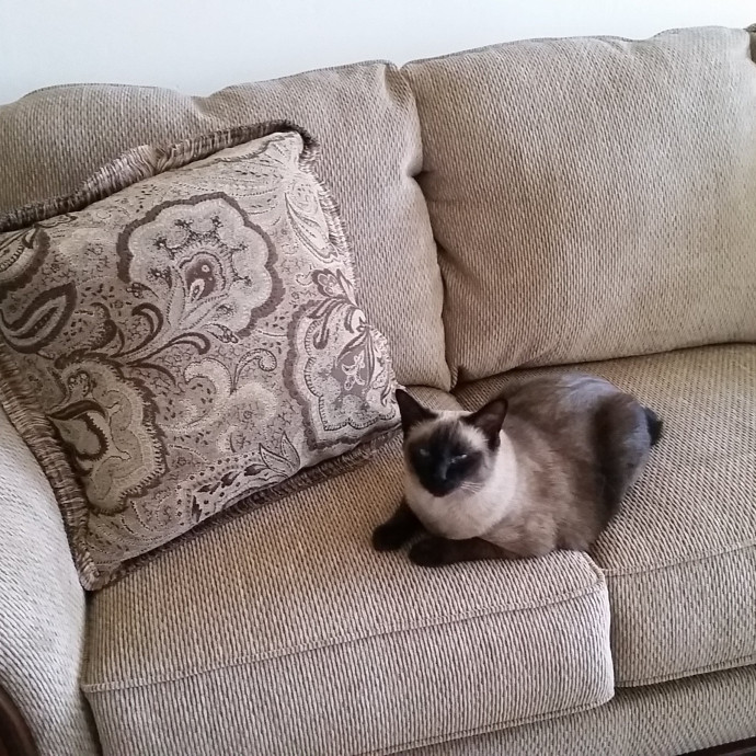 Peace Of Mind Cat Care