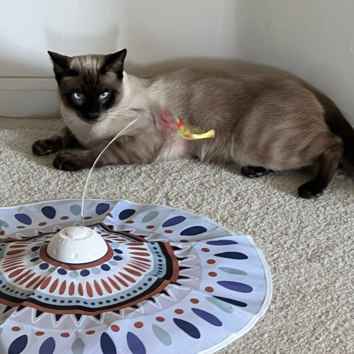 Peace Of Mind Cat Care