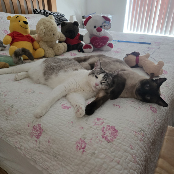 Peace Of Mind Cat Care