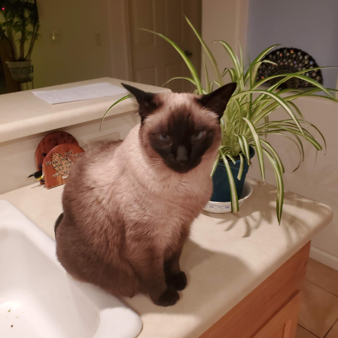 Peace Of Mind Cat Care