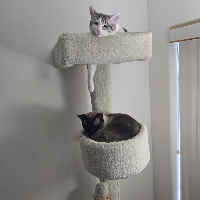 Peace Of Mind Cat Care