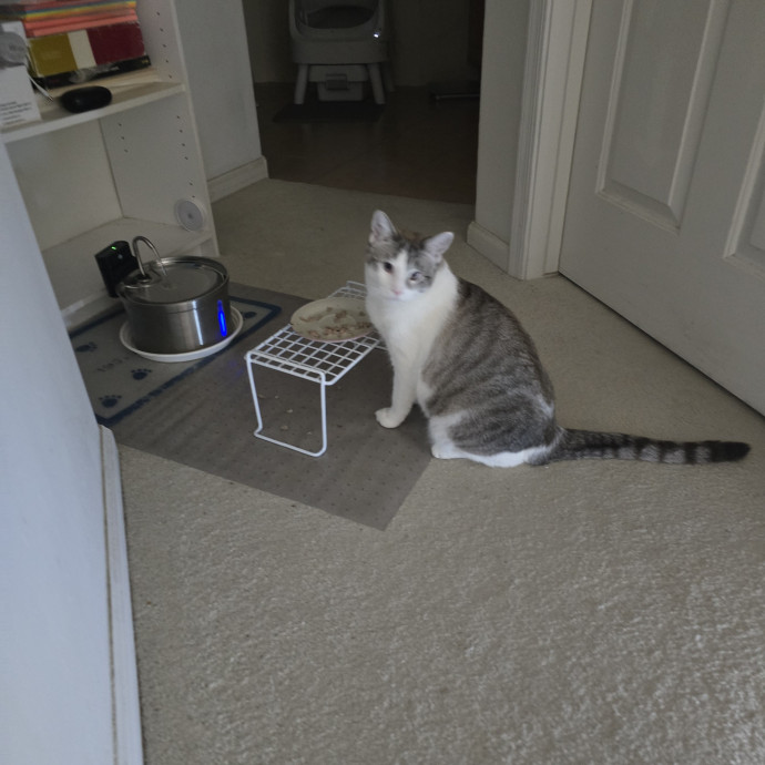 Peace Of Mind Cat Care