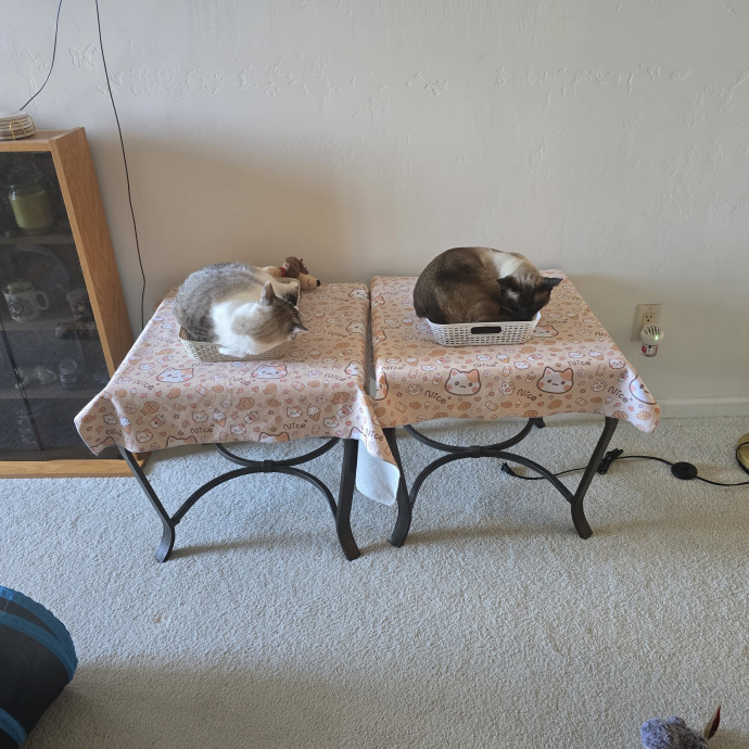 Peace Of Mind Cat Care