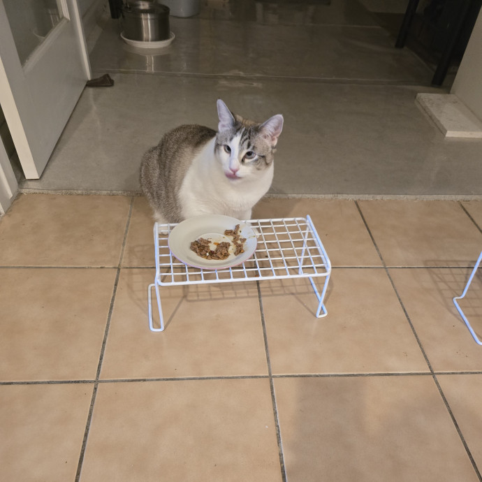 Peace Of Mind Cat Care photo 3