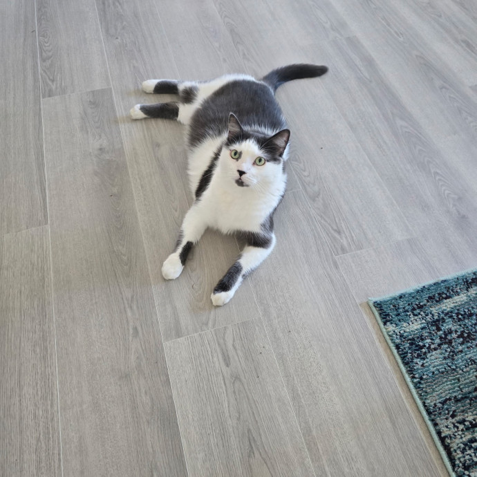 Peace Of Mind Cat Care photo 2