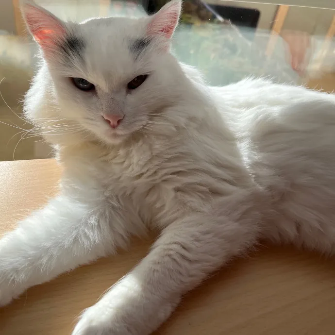 Jess's Care For Cats In Chino Hills