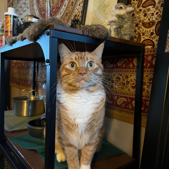 Jess's Care For Cats In Chino Hills