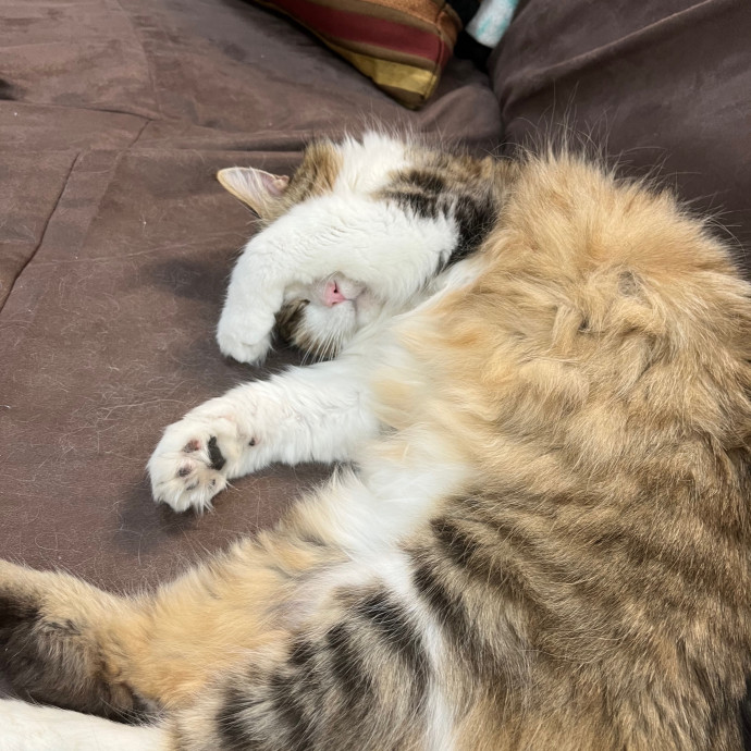 Jess's Care For Cats In Chino Hills
