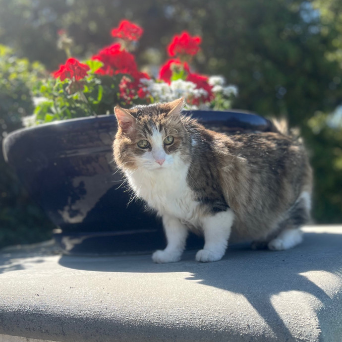 Jess's Care For Cats In Chino Hills