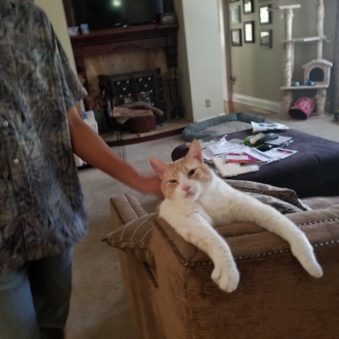 Jess's Care For Cats In Chino Hills photo 2