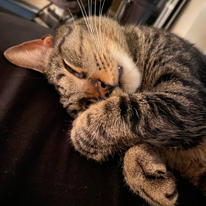 Pampurred Kitties