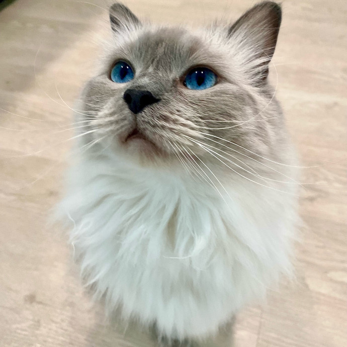 Pampurred Kitties