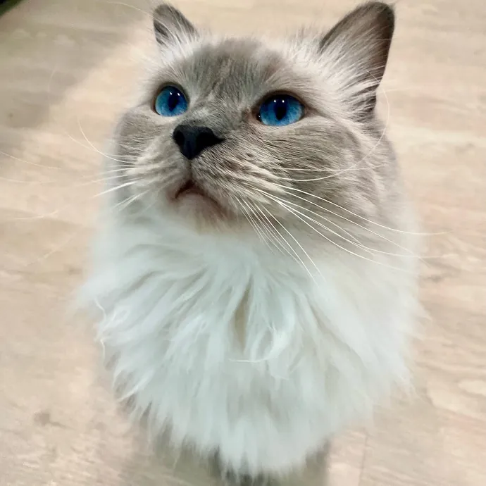 Pampurred Kitties