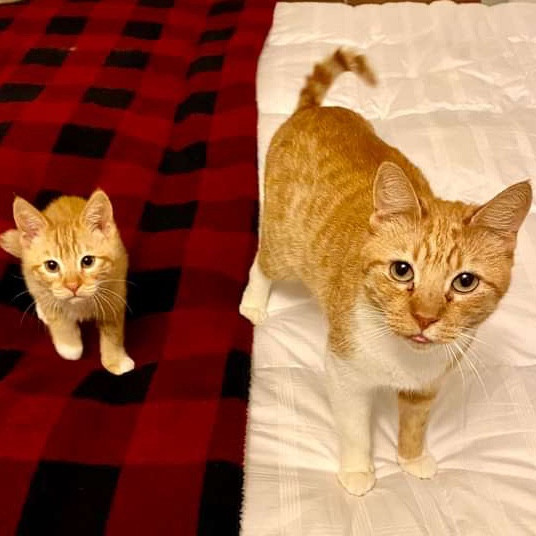Pampurred Kitties