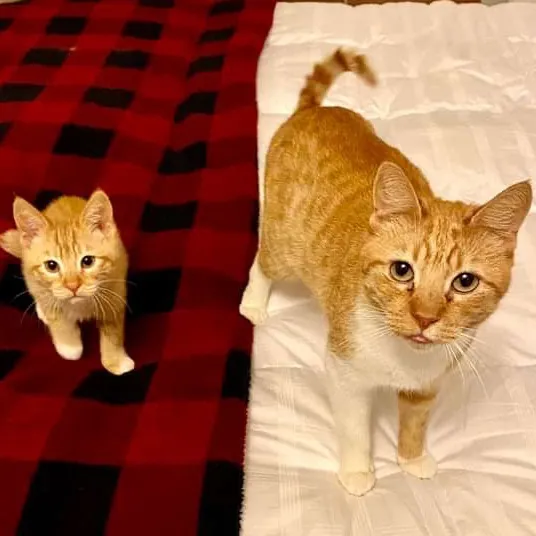 Pampurred Kitties