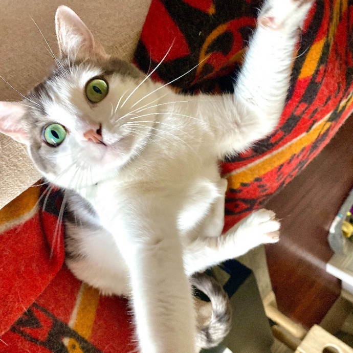 Pampurred Kitties photo 3