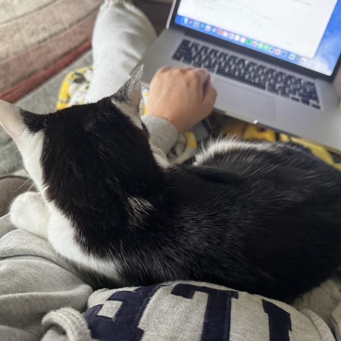 All Cats Welcome