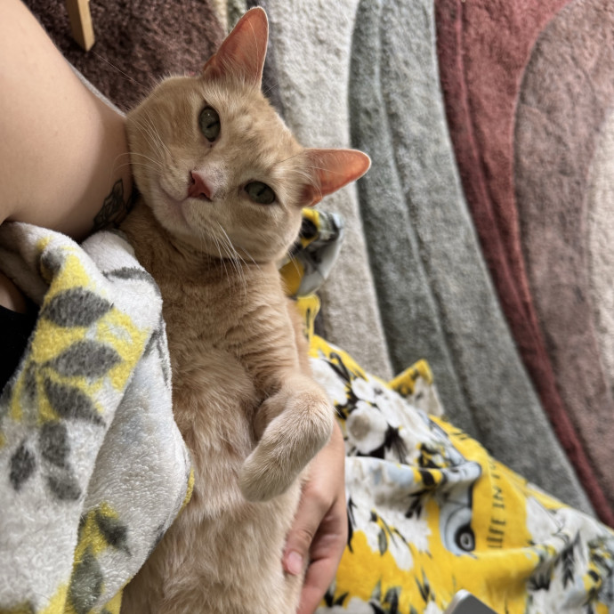 All Cats Welcome