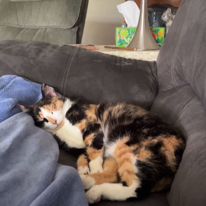 All Cats Welcome