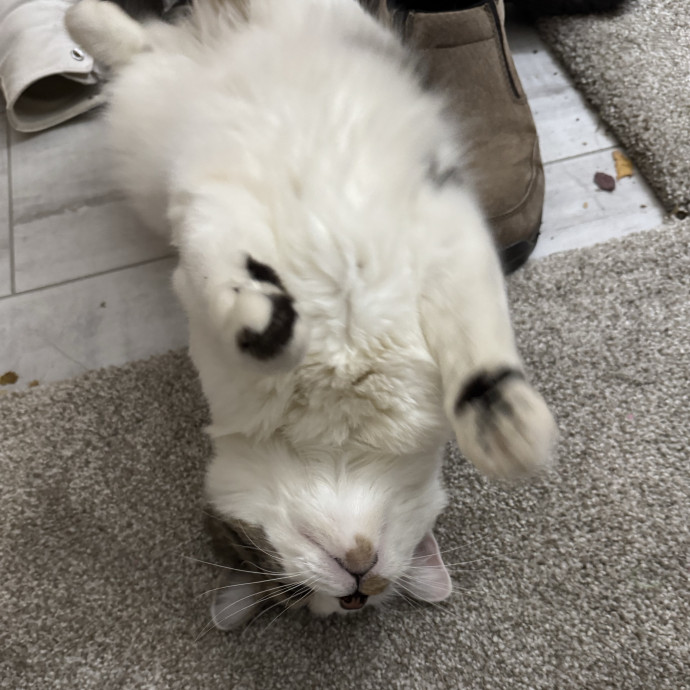 All Cats Welcome