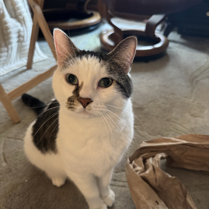 All Cats Welcome