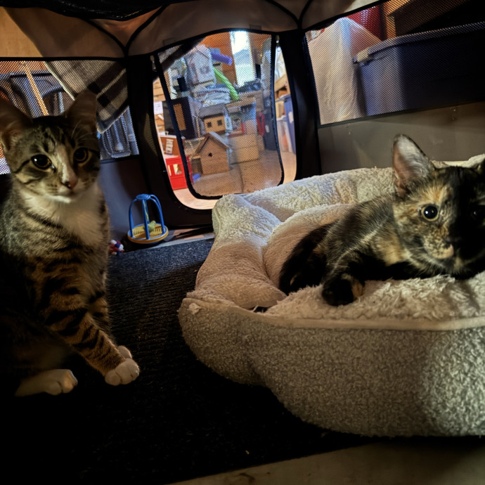 All Cats Welcome