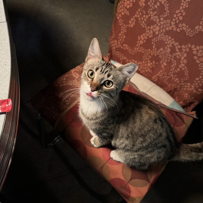 All Cats Welcome