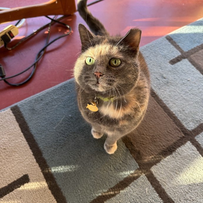 All Cats Welcome