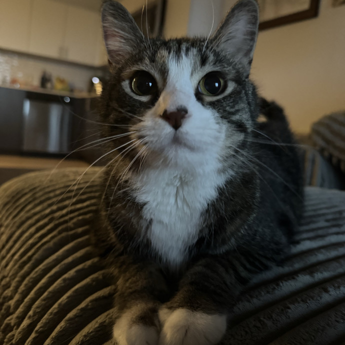 All Cats Welcome