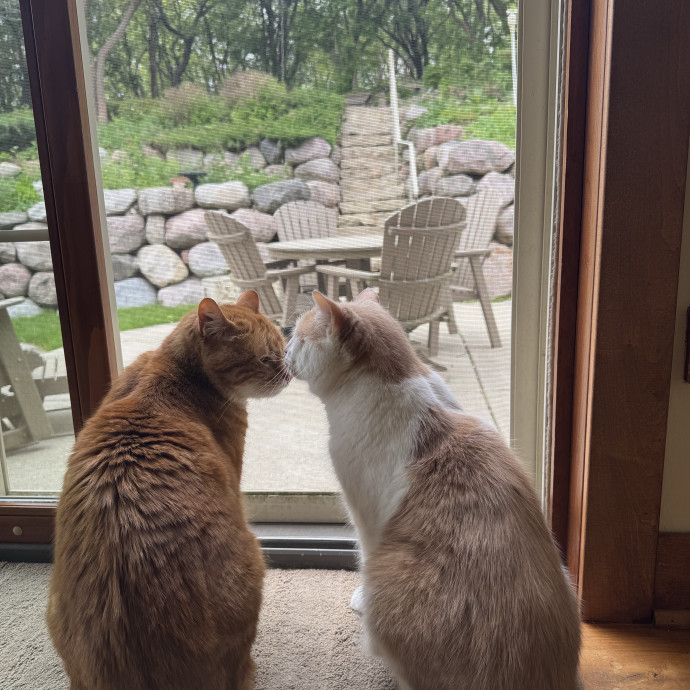 All Cats Welcome