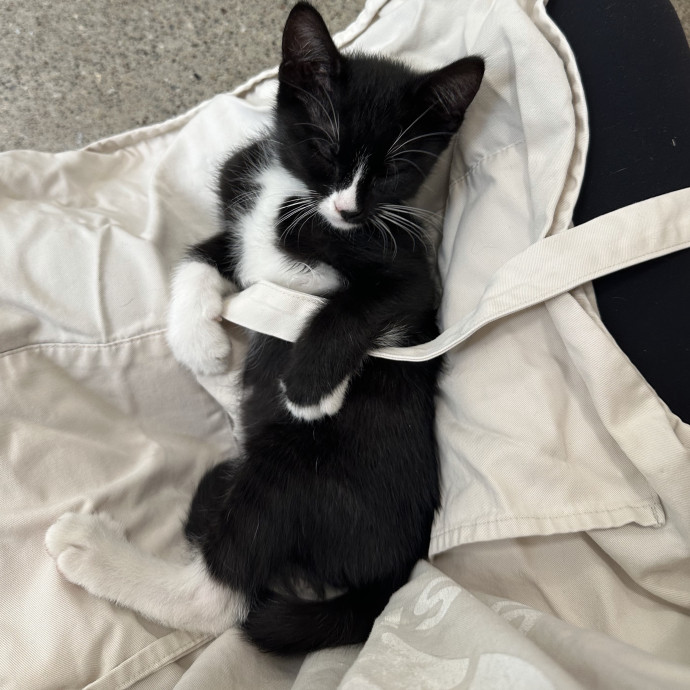 Josephine's Kitty Concierge