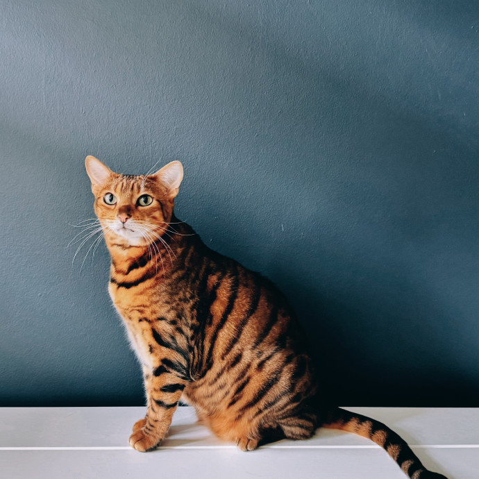 Josephine's Kitty Concierge
