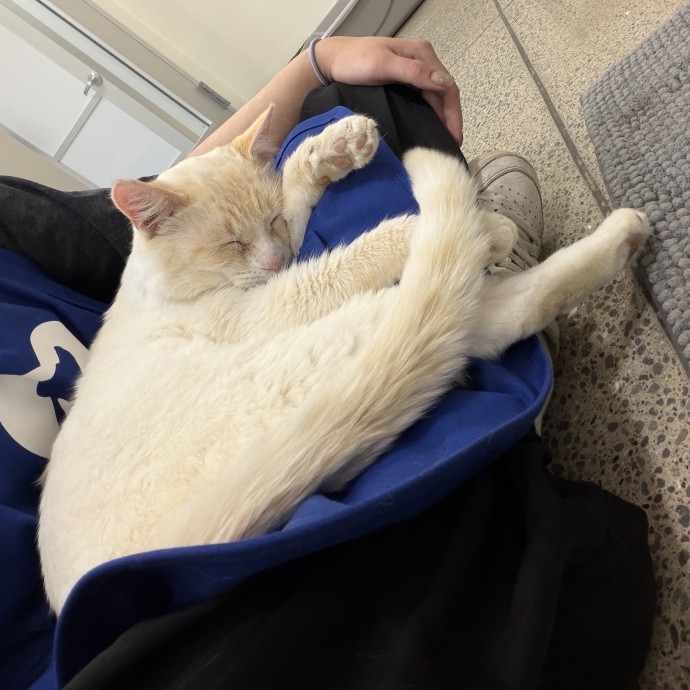 Josephine's Kitty Concierge
