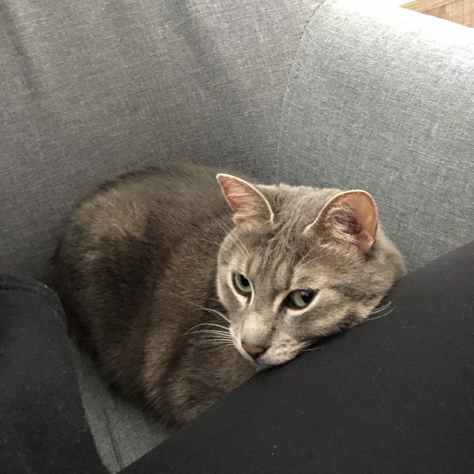 Josephine's Kitty Concierge