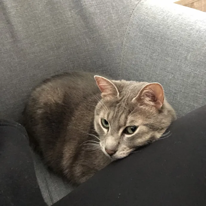 Josephine's Kitty Concierge
