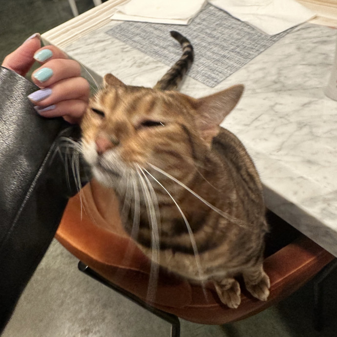 Josephine's Kitty Concierge