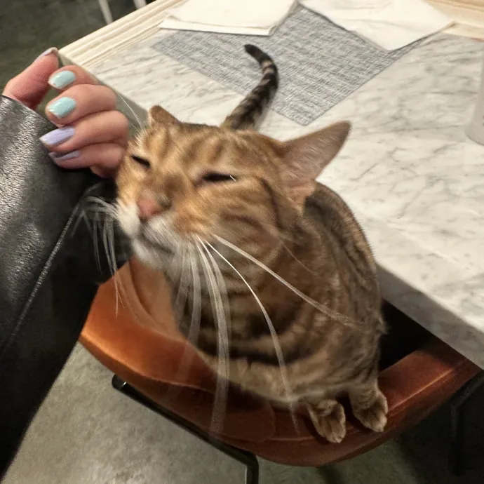 Josephine's Kitty Concierge