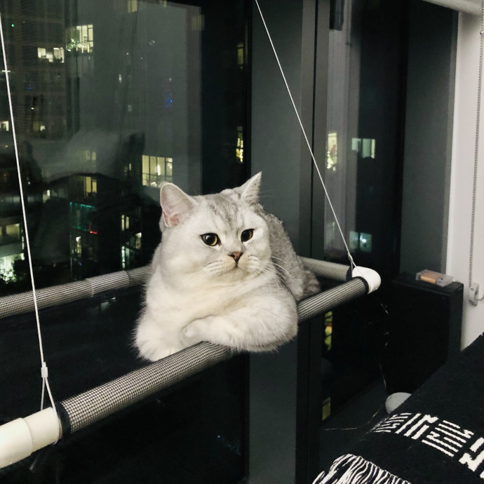 Josephine's Kitty Concierge