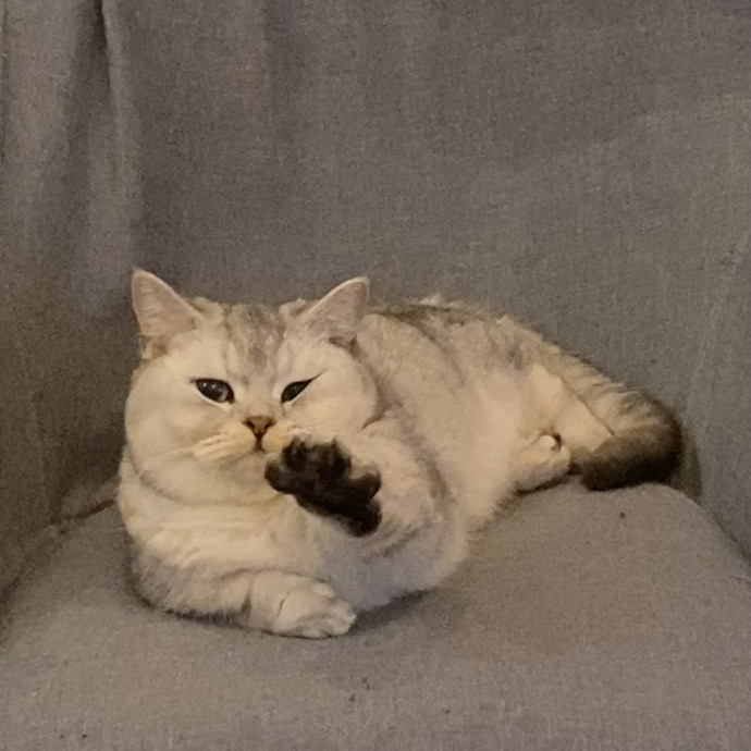 Josephine's Kitty Concierge