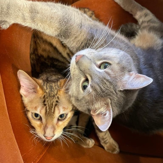 Josephine's Kitty Concierge